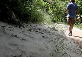 Un hombre pasea por un tramos de la Alameda de la Fuencisla donde se acumula la pelusa desprendida de los árboles.