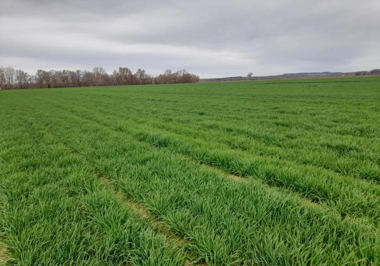 Los agricultores de Castilla y León siembran casi 80.000 hectáreas menos de trigo