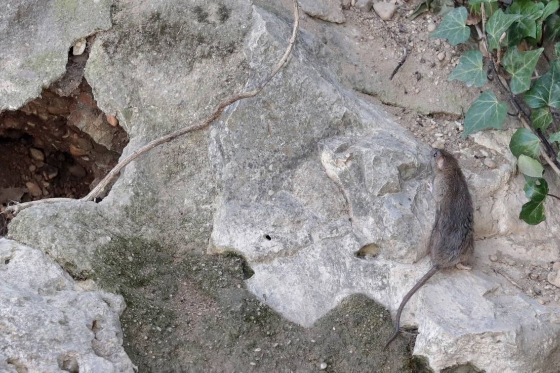 Plaga de ratas en el Paseo del Cauce | El Norte de Castilla