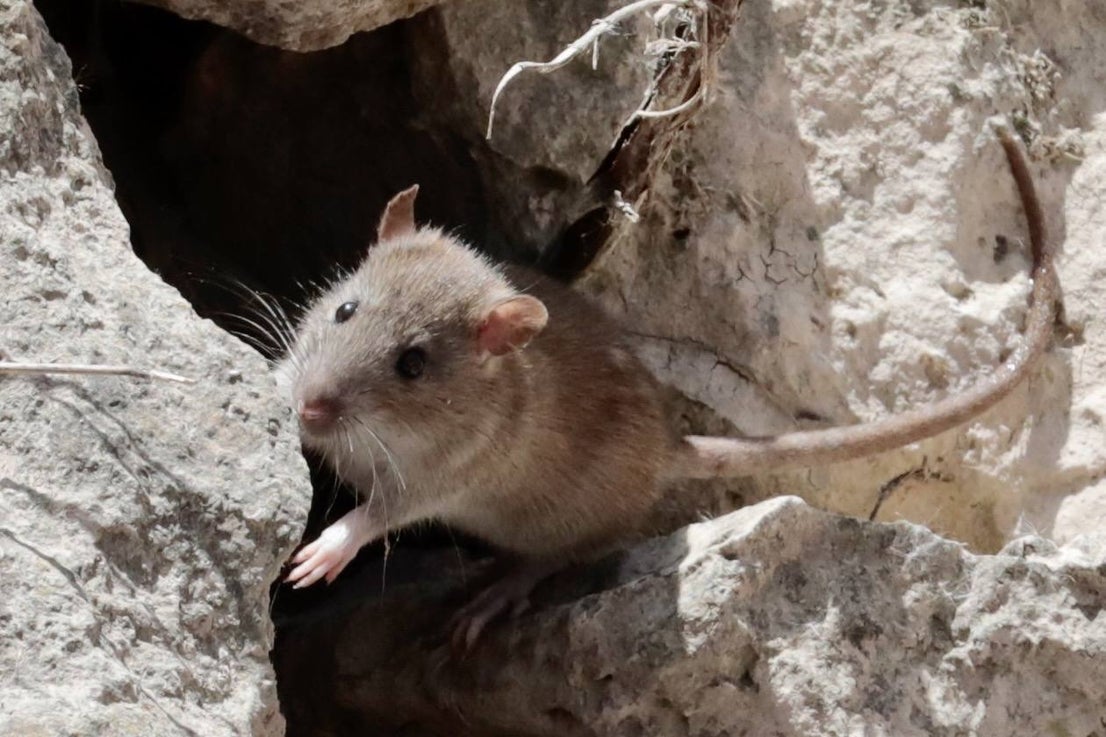 Plaga de ratas en el Paseo del Cauce | El Norte de Castilla