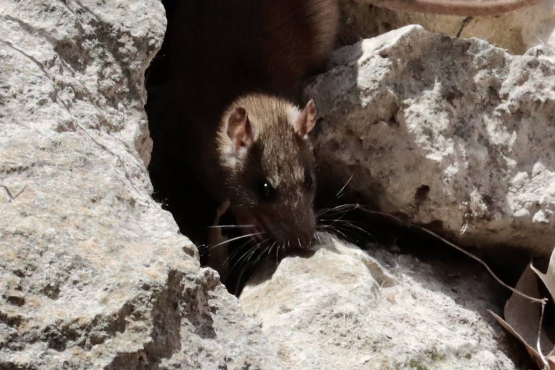 Plaga de ratas en el Paseo del Cauce | El Norte de Castilla