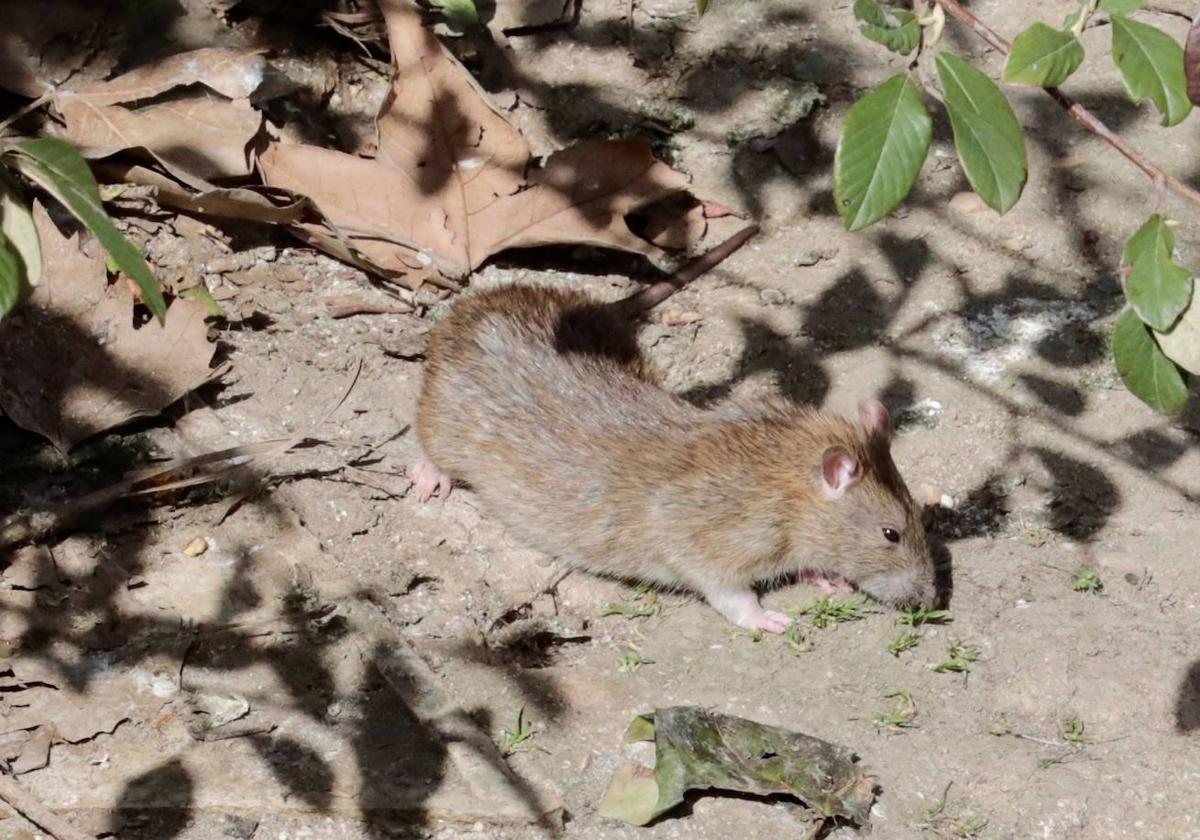 Plaga de ratas en el Paseo del Cauce