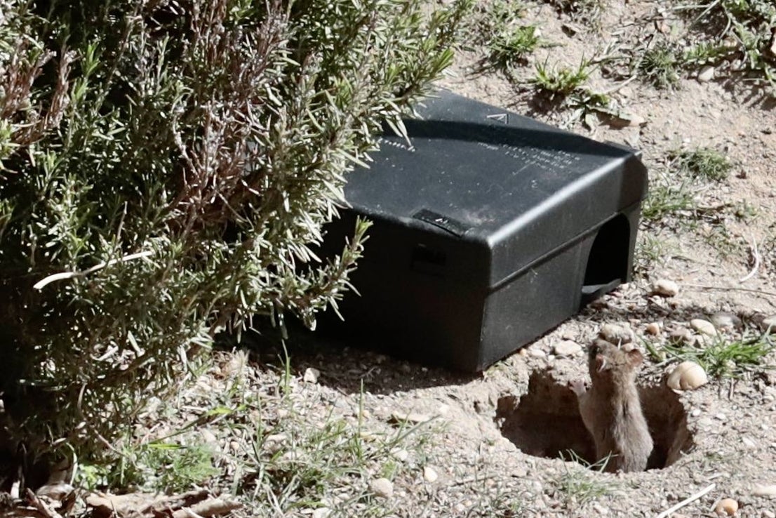 Plaga de ratas en el Paseo del Cauce | El Norte de Castilla