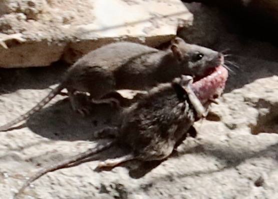 Plaga de ratas en el Paseo del Cauce | El Norte de Castilla