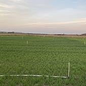 La dotación del Pisuerga-Bajo Duero se estanca en 3.500 metros cúbicos por hectárea