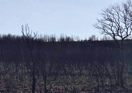 Árboles quemados en las estribaciones de la Sierra de la Culebra. Al fondo se recorta la silueta de una manada de cérvidos.