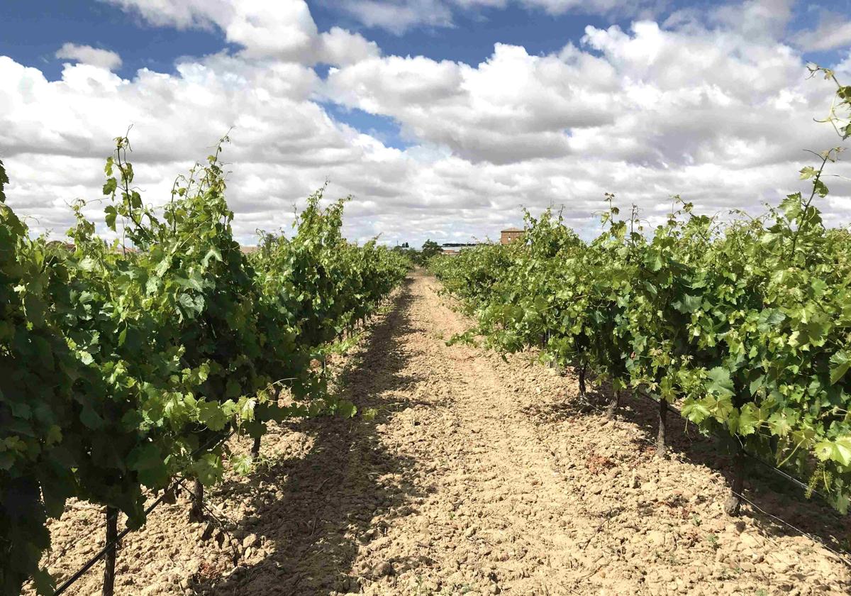 La Consejería de Agricultura convoca ayudas para reestructuración y reconversión de viñedos