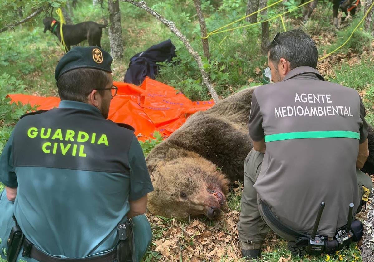 La Guardia Civil y agentes medioambientales, con el oso despeñado en junio del año pasado.