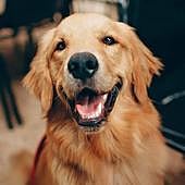 ¿Cómo saber si mi perro es feliz?