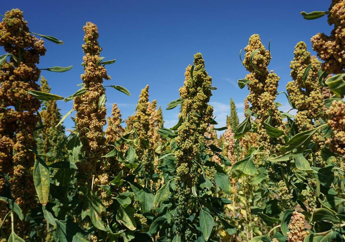 Cultivo de quinoa.