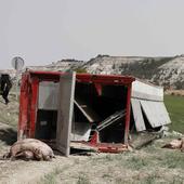 El vuelco de un camión deja ochenta cerdos muertos cerca de Peñafiel