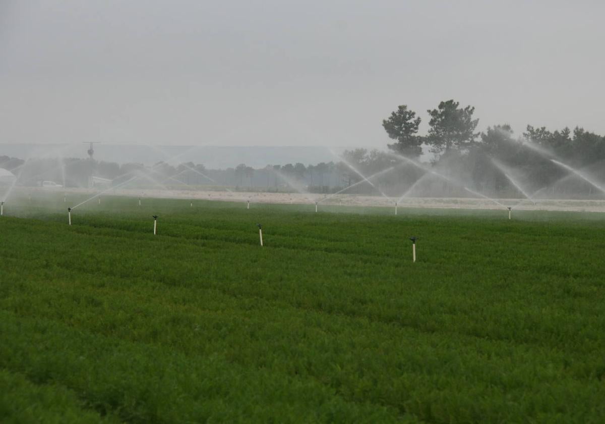 Cultivo de regadío en la comarca del Carracillo.