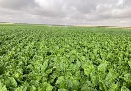 Tierra destina al cultivo de remolacha.