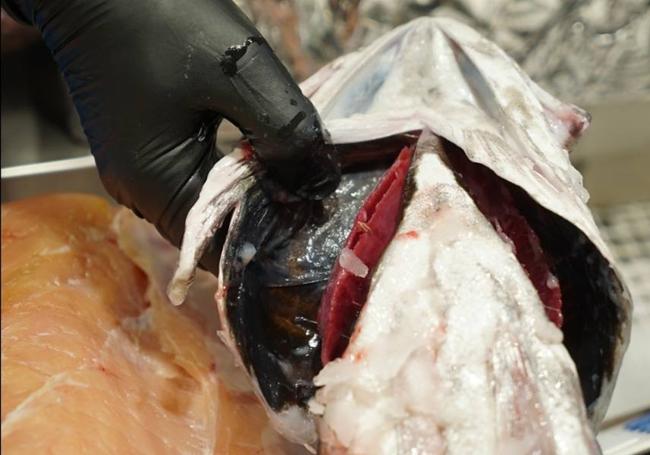 Agallas rojas de un pescado en el Mercado del Val