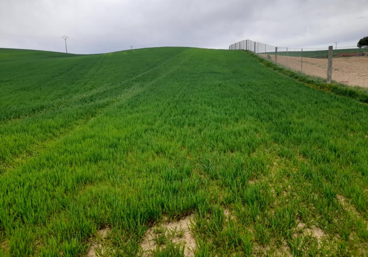 Cebada en una tierra de secano en la provincia de Valladolid, hace dos semanas.