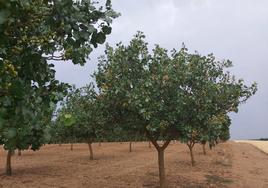 Plantación de pistachos en la provincia de Zamora.