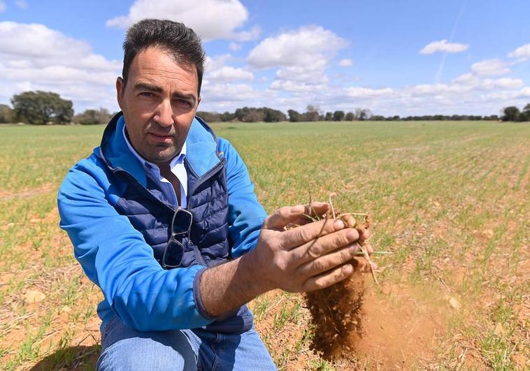 El agricultor de Cigales Mateo Muñoz muestra el estado de una tierra de cereal