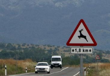 Los accidentes provocados por animales ocasionan más de un herido al mes