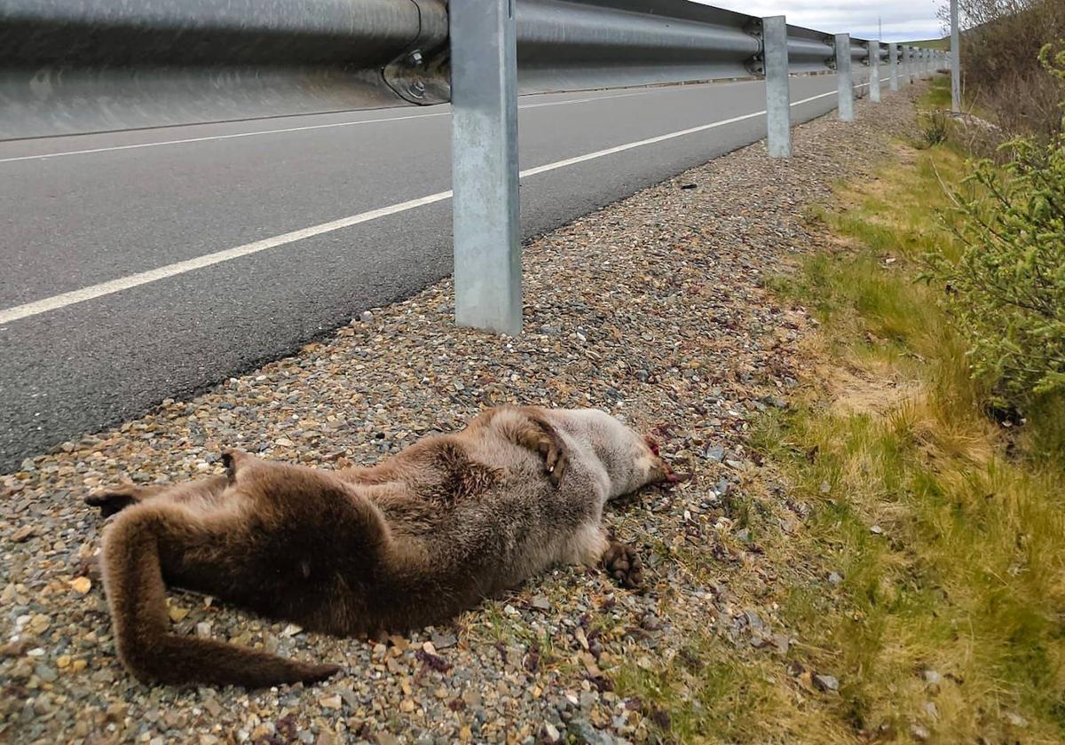 Una nutria atropellada este viernes a escasos kilómetros de El Espinar.