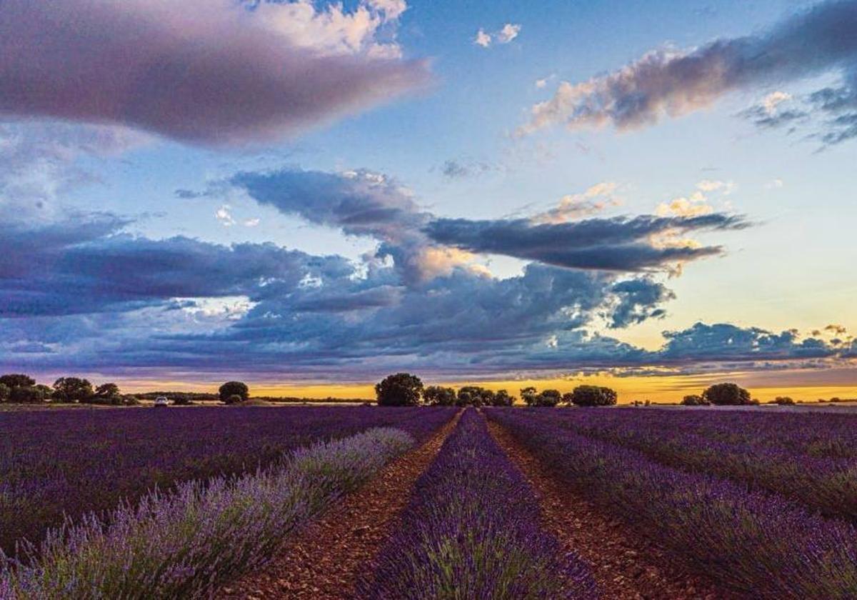 Caleruega: el reclamo turístico de las plantaciones de lavanda