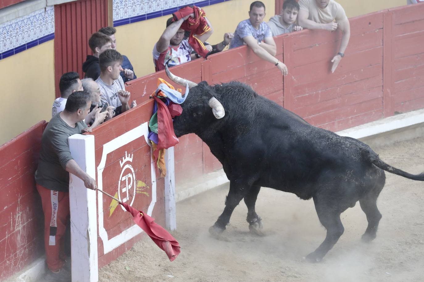 Encierro en Pedrajas de San Esteban