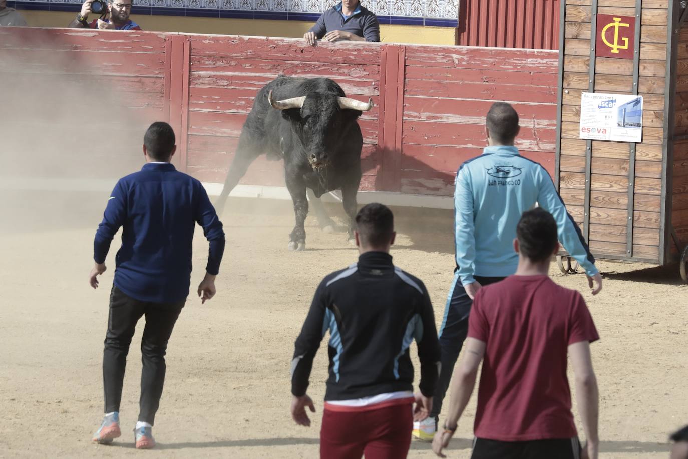 Encierro en Pedrajas de San Esteban