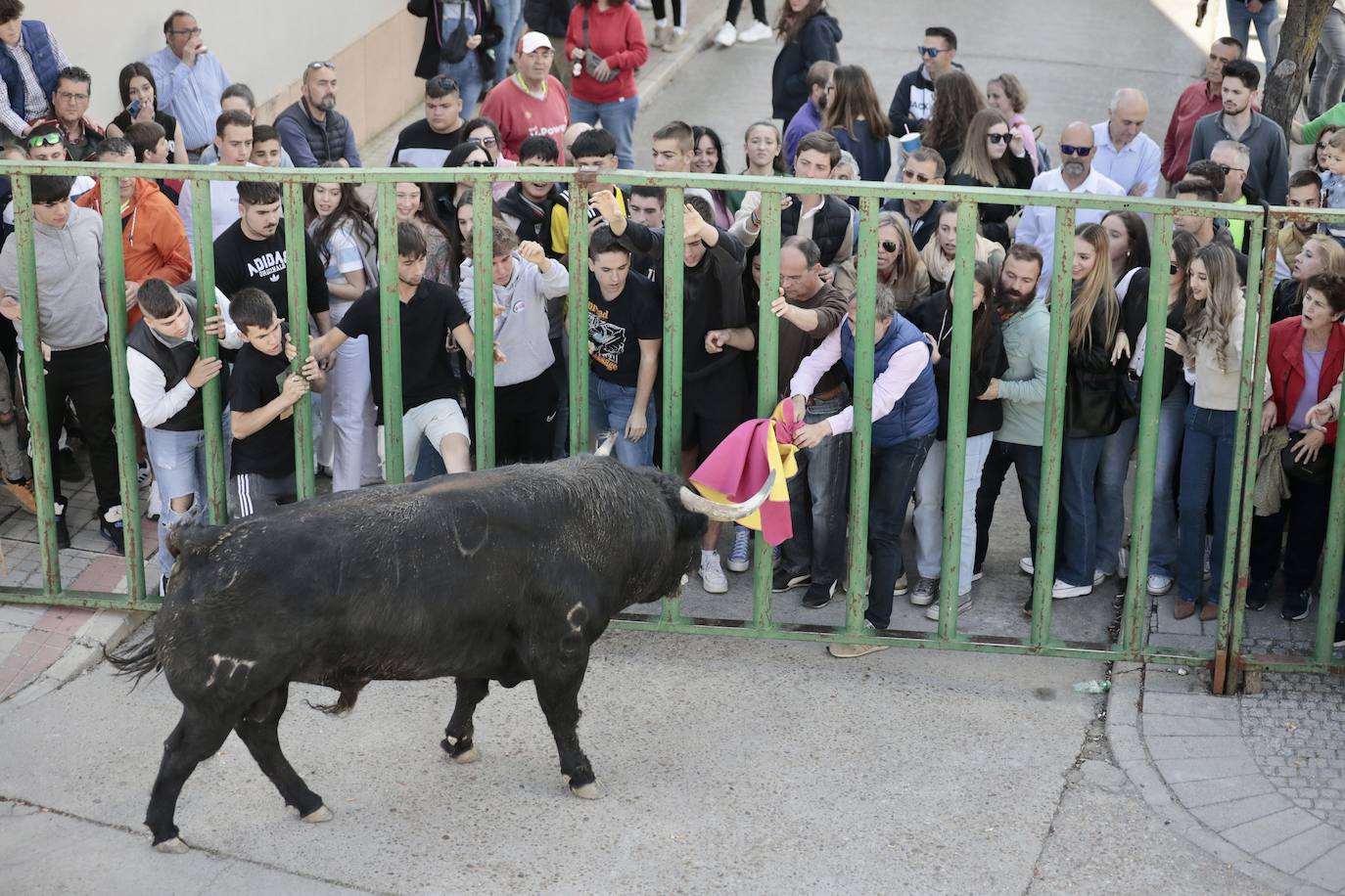 Encierro en Pedrajas de San Esteban