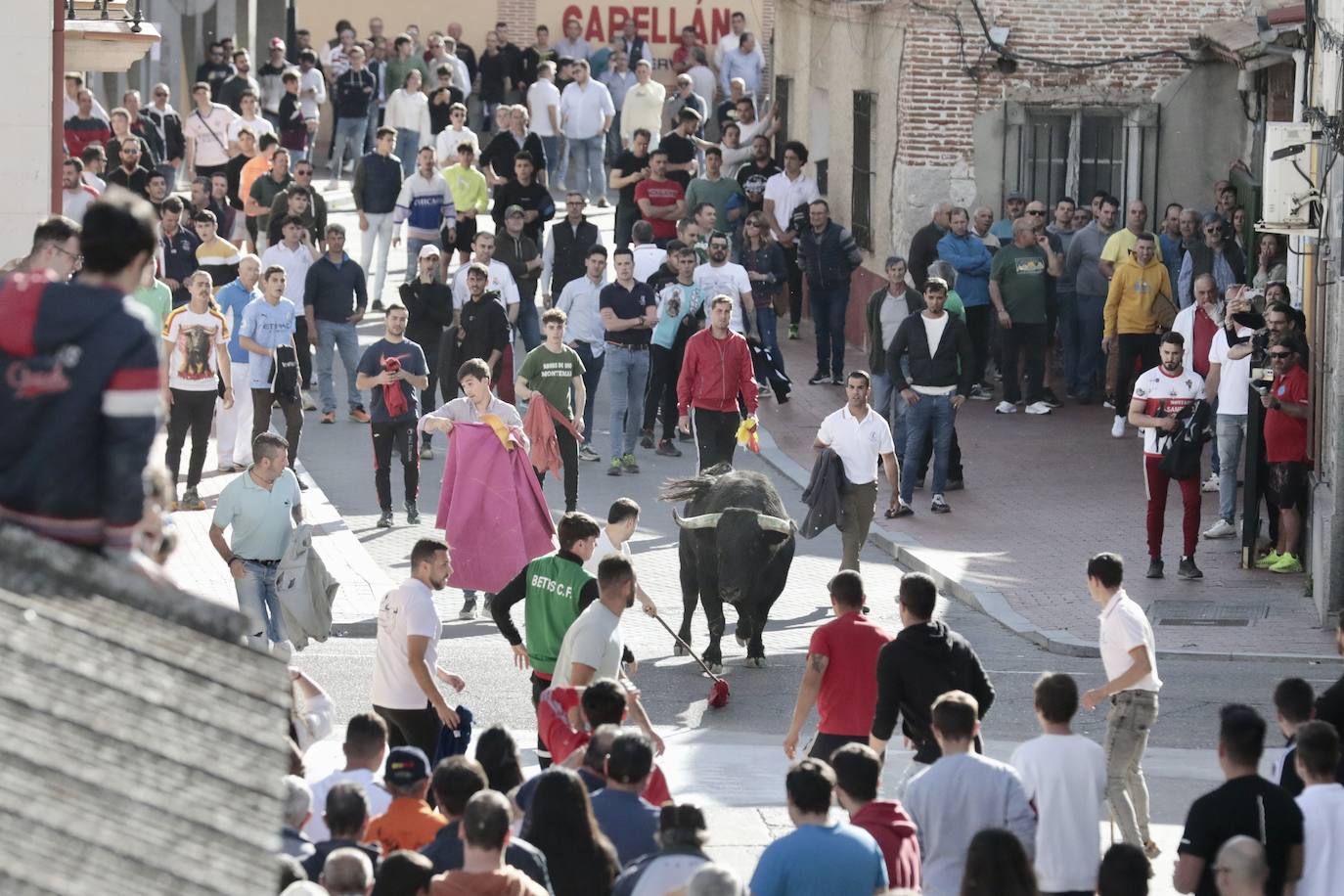 Encierro en Pedrajas de San Esteban