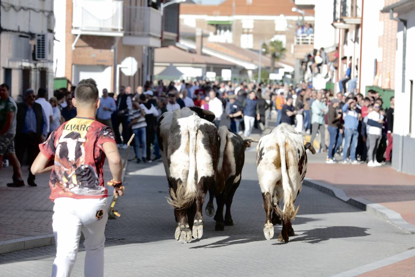 Encierro en Pedrajas de San Esteban