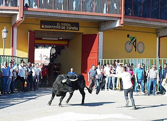 Encierro urbano celebrado este domingo en Pedrajas de San Esteban.
