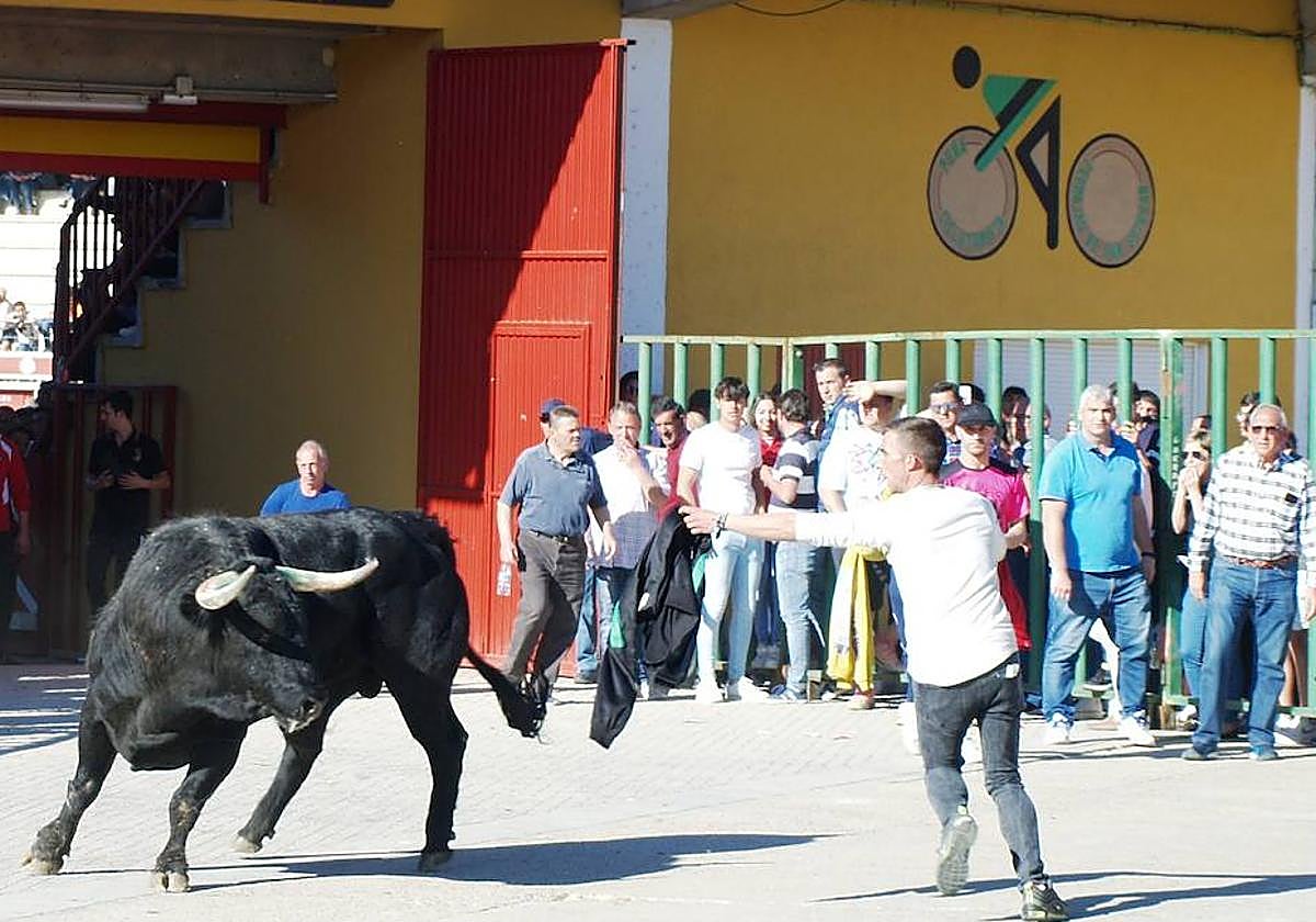 Encierro urbano celebrado este domingo en Pedrajas de San Esteban.
