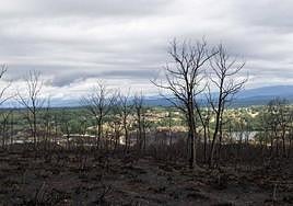 Consecuencias del incendio de la Sierra de la Culebra, Zamora.
