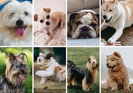 Ocho razas de perros que no tienen problemas para vivir en un piso