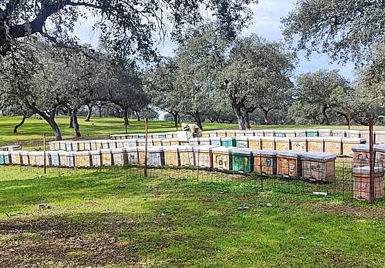 Un apicultor realiza trabajos en sus colmenas.