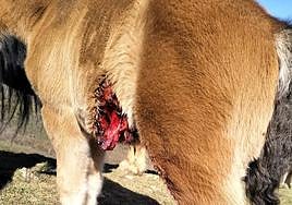 Potro herido por ataque de lobos en Lores, en La Pernía.