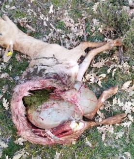 Imagen secundaria 2 - Ataques a cabras en San Martín de los Herreros.