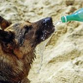 Cómo ayudar a tu mascota a combatir las altas temperaturas