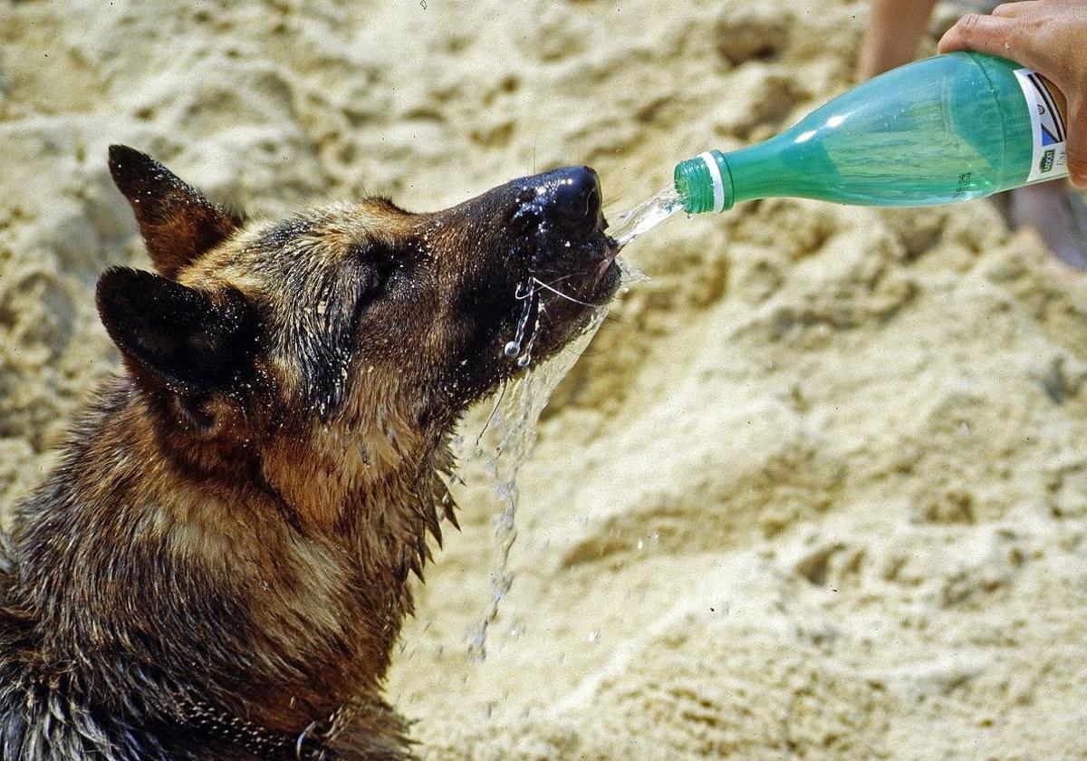 Cómo ayudar a tu mascota a combatir las altas temperaturas