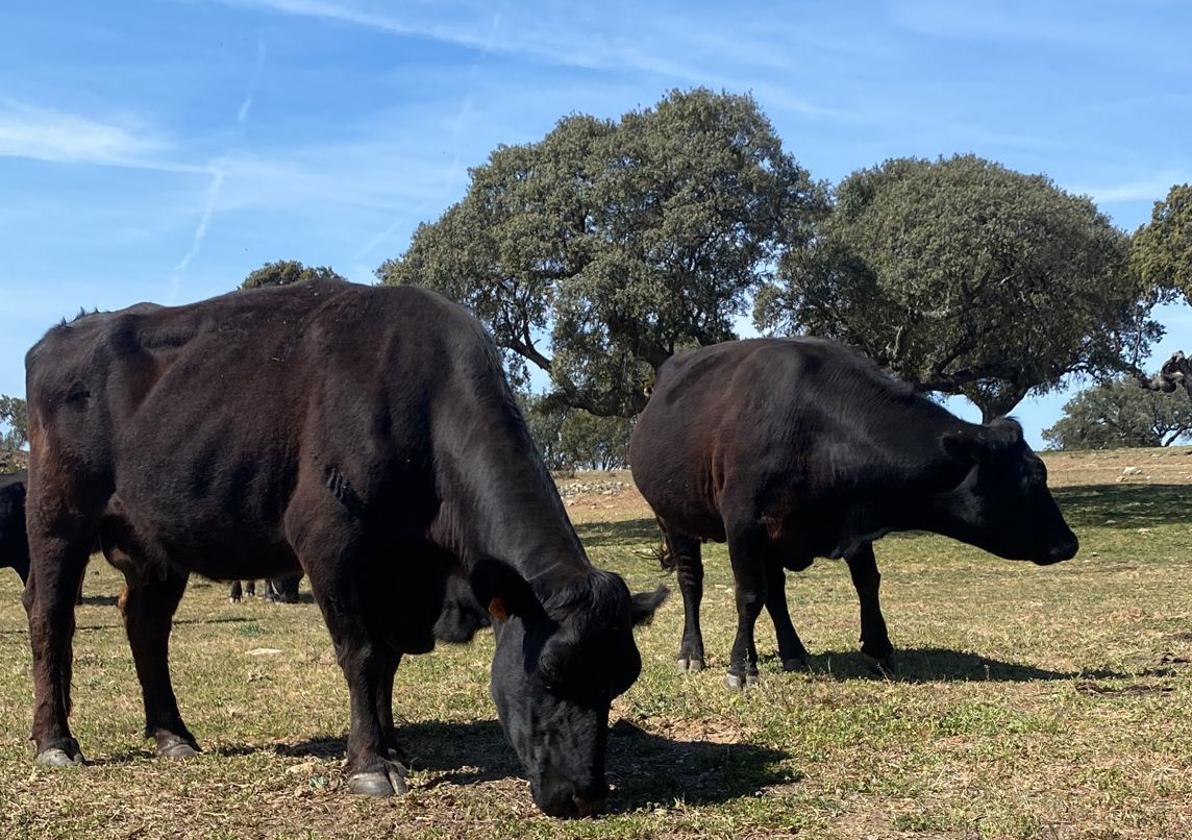 El tiempo esta semana: abril se despide sin lluvias y sin mejoría para el campo