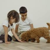 Varios estudios confirman numerosos beneficios para los niños que se crían con perros