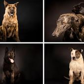 Así se hizo la sesión fotográfica en el Centro de Protección Animal de Valladolid