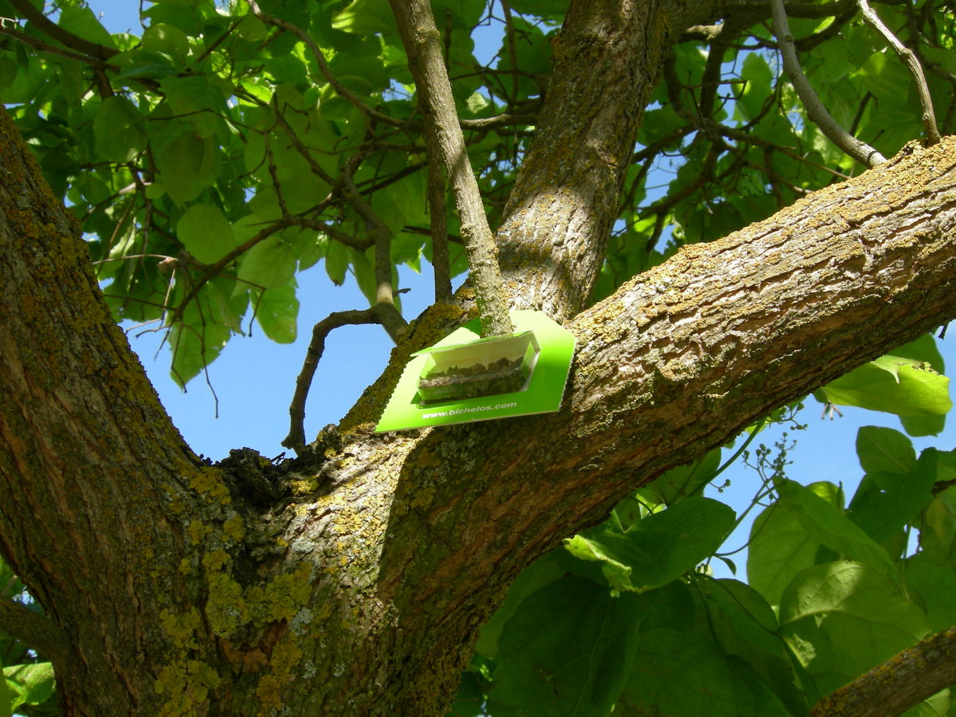 Bliister con insectos depredadores, en un árbol de Valladolid.