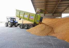 Descarga de grano de maíz en un almacén.