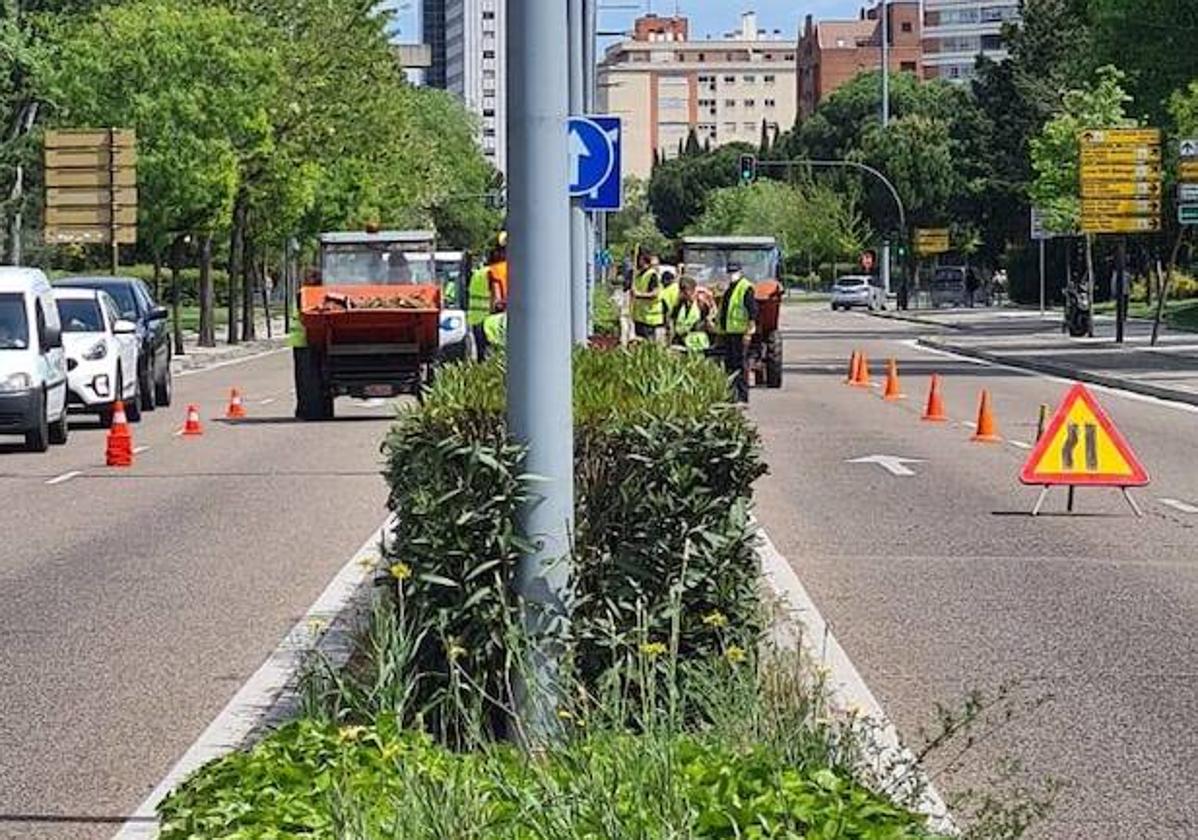 Los trabajos de jardinería complicarán el tráfico en la avenida de Salamanca hasta el viernes.