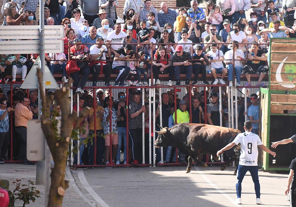 Un toro en la suelta celebrada en La Seca el año pasado.