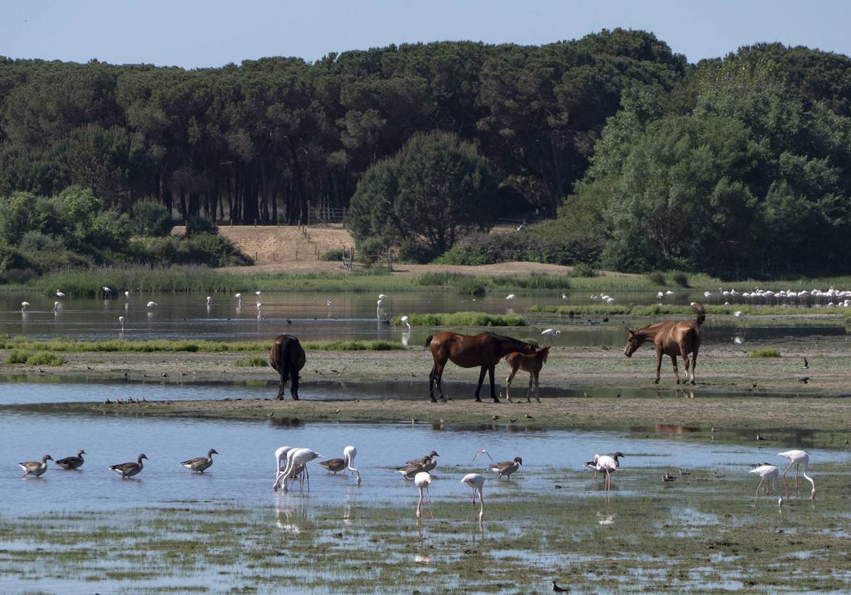 Especies diferentes en Doñana.