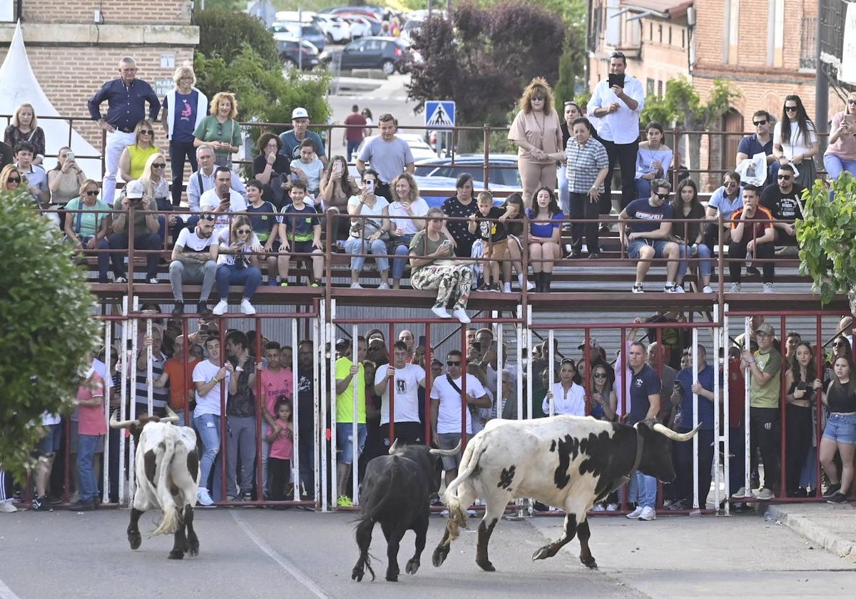 Encierro del Toro del Sarmiento en La Seca