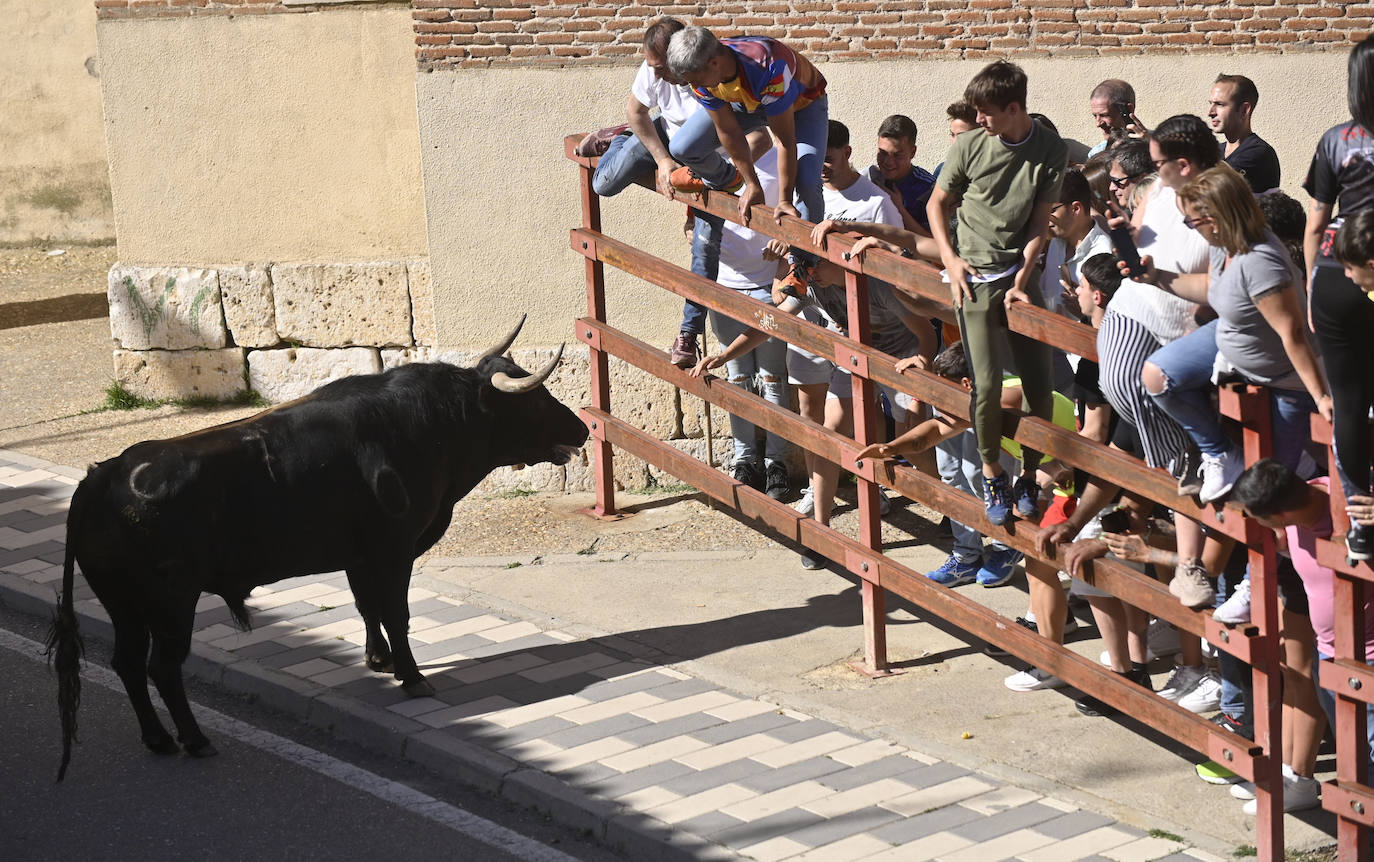 Encierro del Toro del Sarmiento en La Seca