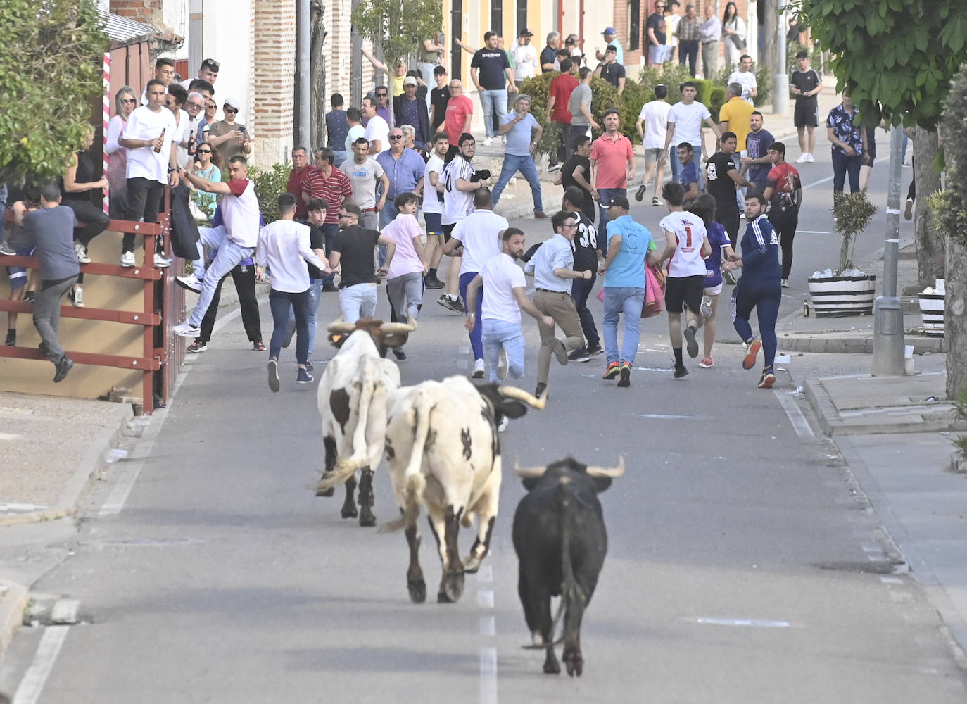 Encierro del Toro del Sarmiento en La Seca