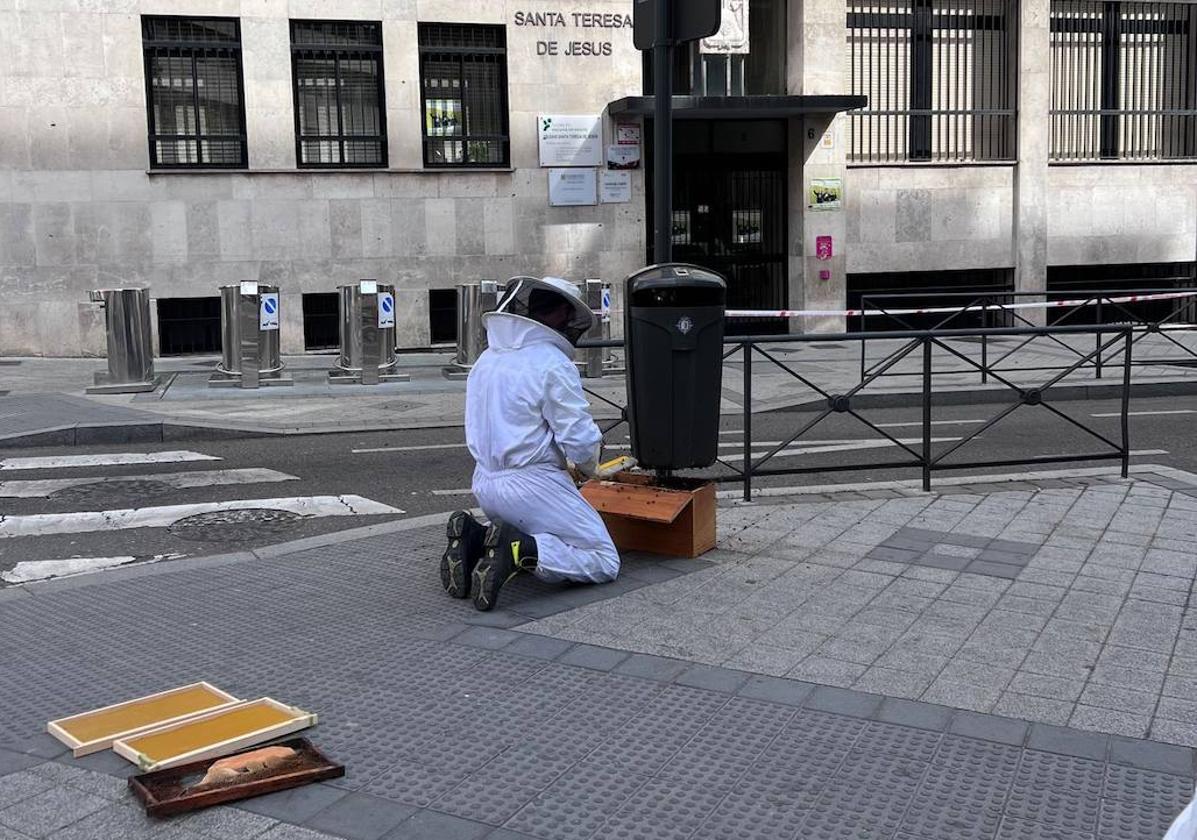 Un bombero retira el sábado un enjambre en la calle Felipe II.